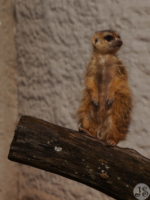 Heimattiergarten (7).jpg